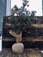 Cedertræ m / Jutefod - H 60cm - VIAMAJA.DK