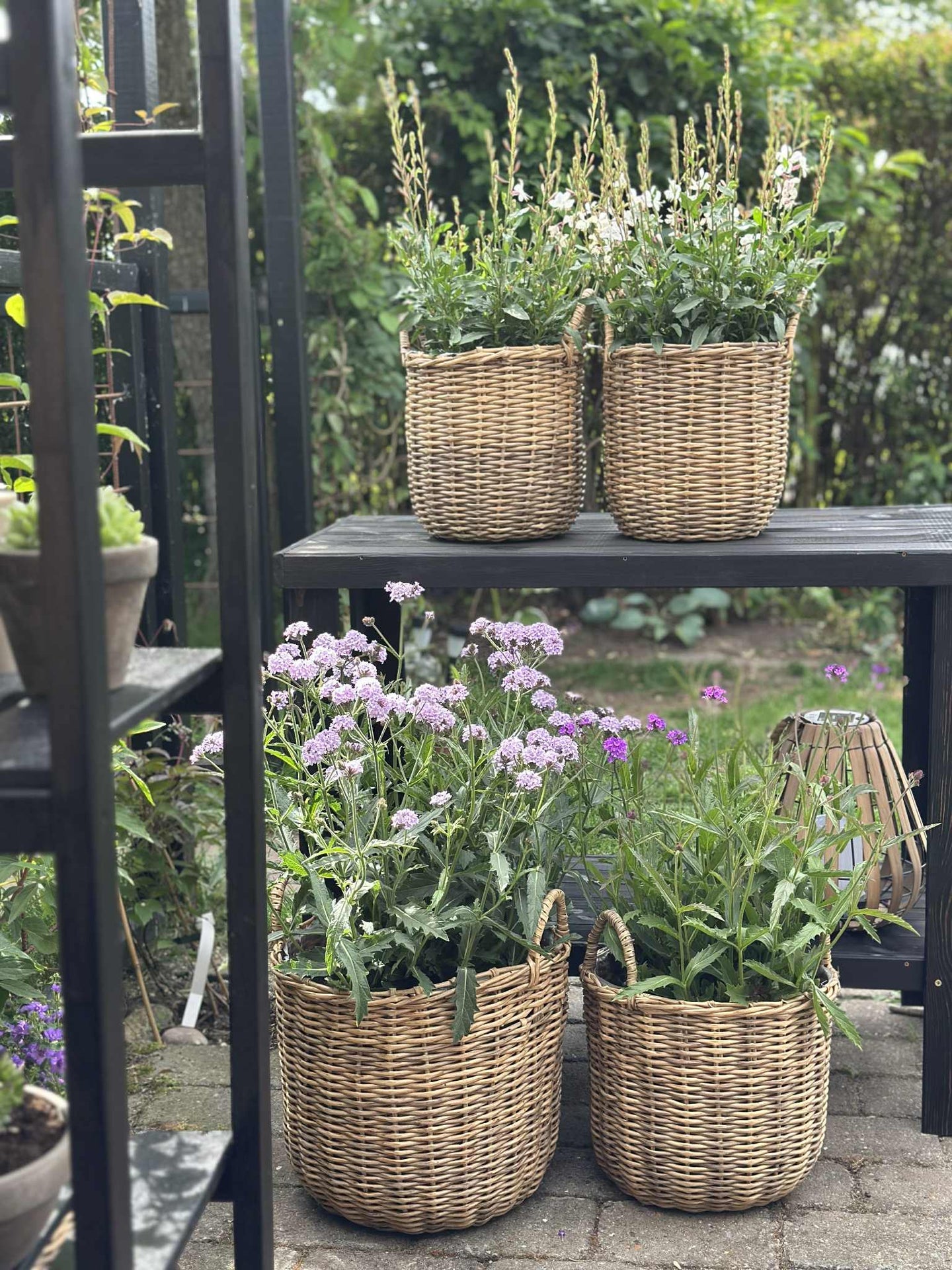 Plantekurver i natur - 3 stk