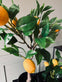 Citrustræ 70cm - VIAMAJA.DK