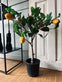 Citrustræ 70cm - VIAMAJA.DK