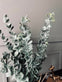 Eucalyptus med kurv - VIAMAJA.DK
