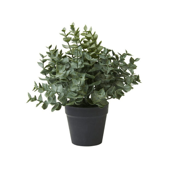 Eukalyptus i potte – H 23 cm - VIAMAJA.DK
