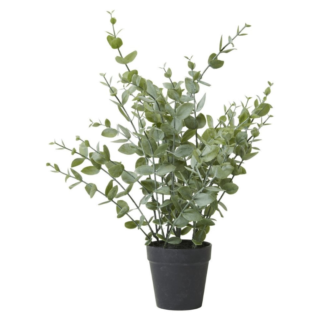 Eukalyptus i potte – H 40 cm - VIAMAJA.DK