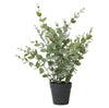 Eukalyptus i potte – H 40 cm