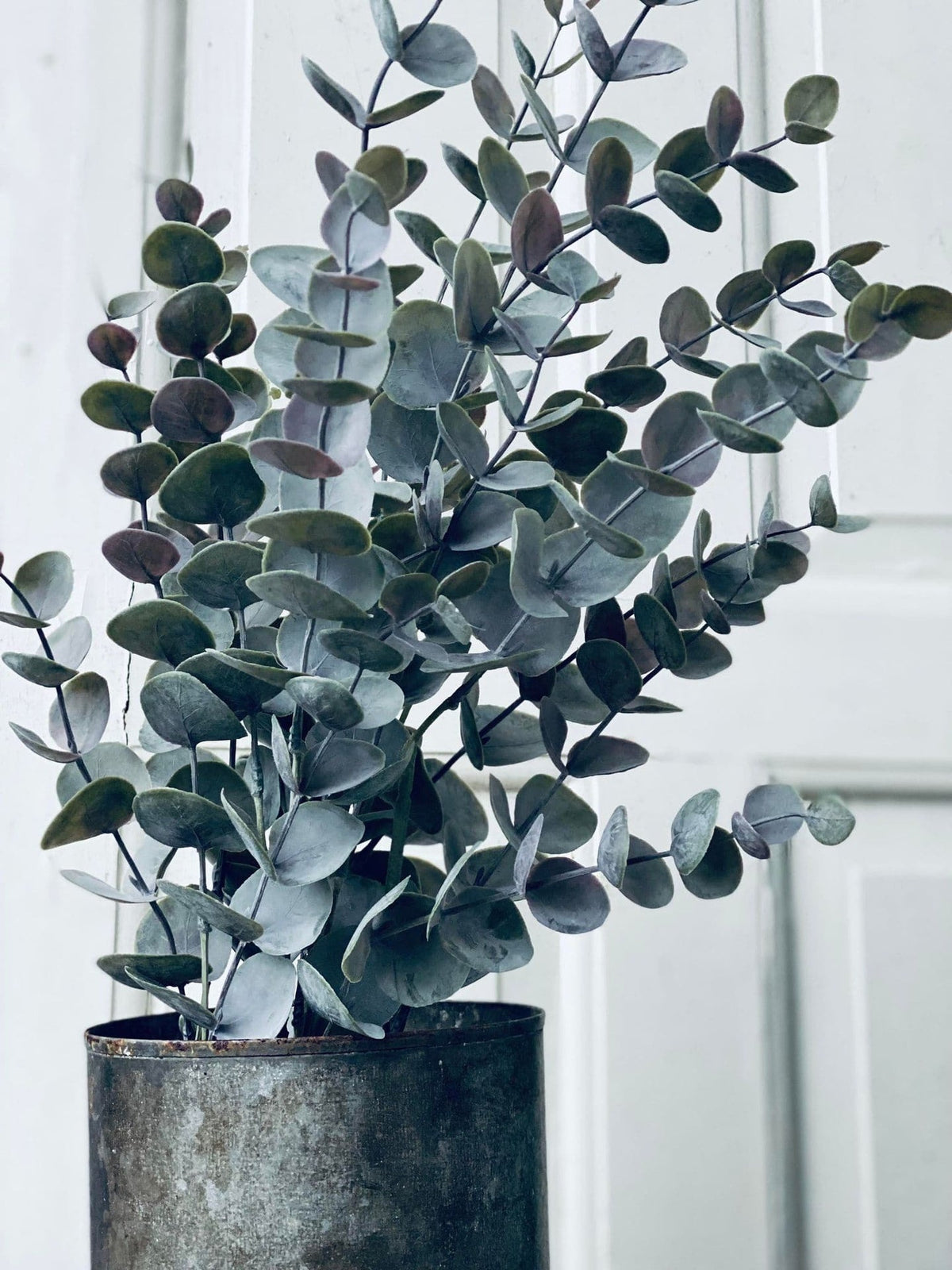 Eukalyptus potteplante - VIAMAJA.DK