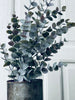Eukalyptus potteplante