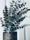 Eukalyptus potteplante - VIAMAJA.DK