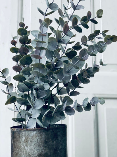 Eukalyptus potteplante - VIAMAJA.DK