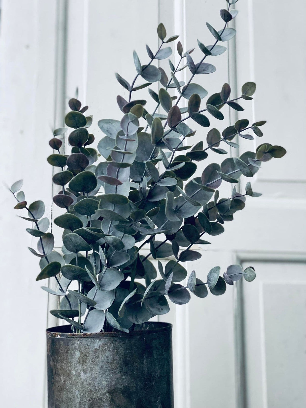 Eukalyptus potteplante - VIAMAJA.DK