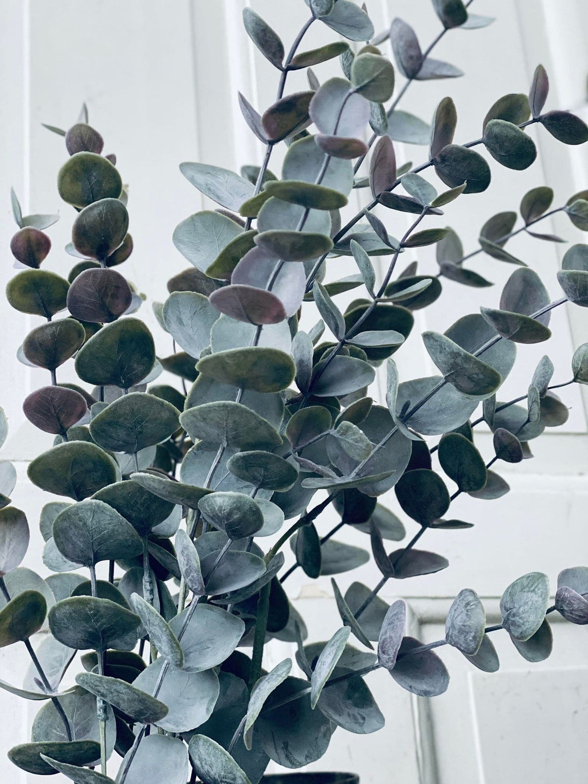 Eukalyptus potteplante - VIAMAJA.DK