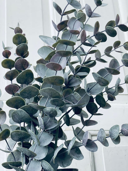 Eukalyptus potteplante - VIAMAJA.DK