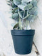 Eukalyptus potteplante - VIAMAJA.DK