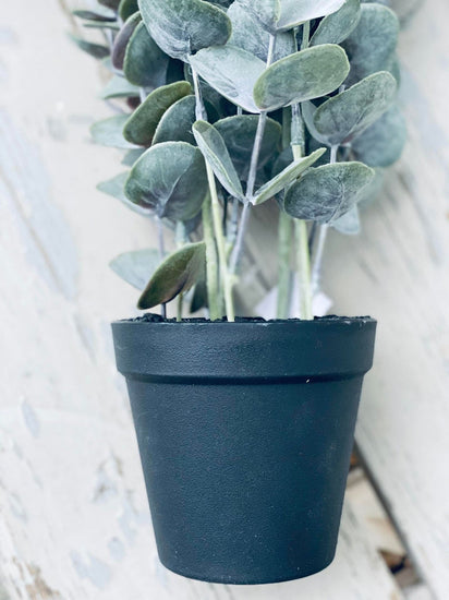 Eukalyptus potteplante - VIAMAJA.DK