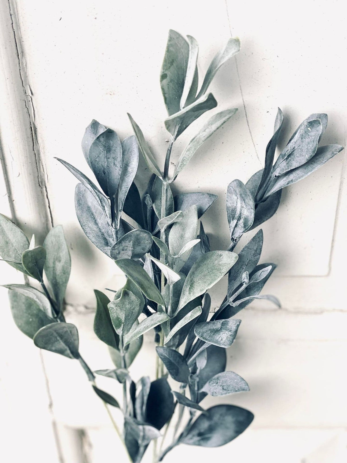 Eukalyptus stilk - 58 cm - VIAMAJA.DK