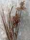 Evighedsblomst – Stilk 60cm Brun - VIAMAJA.DK