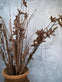 Evighedsblomst – Stilk 60cm Brun - VIAMAJA.DK