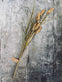 Evighedsblomst - Stilk 60cm Grøn - VIAMAJA.DK