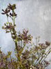 Evighetsblomst – Stilk 60 cm Lilla