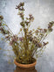 Evighedsblomst – Stilk 60cm Lilla - VIAMAJA.DK