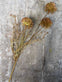 Evighedsblomst – Stilk 60cm Pom - VIAMAJA.DK