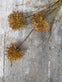 Evighedsblomst – Stilk 60cm Pom - VIAMAJA.DK