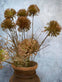 Evighedsblomst – Stilk 60cm Pom - VIAMAJA.DK