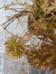 Evighedsblomst – Stilk 60cm Pom - VIAMAJA.DK