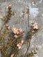 Evighedsblomst – Stilk 60cm Rosa - VIAMAJA.DK