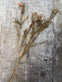 Evighedsblomst – Stilk 60cm Rosa - VIAMAJA.DK