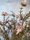 Evighedsblomst – Stilk 60cm Rosa - VIAMAJA.DK
