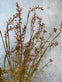 Evighedsblomst – Stilk 60cm Rosa/Grøn - VIAMAJA.DK