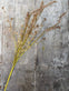 Evighedsblomst – Stilk 60cm Rosa/Grøn - VIAMAJA.DK