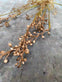 Evighedsblomst – Stilk 60cm Rosa/Grøn - VIAMAJA.DK