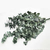 Evighetsbukett - Eucalyptus cynera
