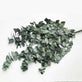 Evighedsbuket - Eucalyptus cynera - VIAMAJA.DK