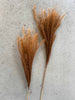 Evighetsbukett - Fluffy silvergrass 10 stk - chocolate