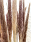 Evighedsbuket - Silver grass Plume natural - VIAMAJA.DK