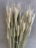 Evighetsbukett - Triticale (rug)