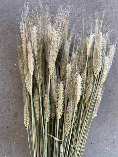Evighedsbuket - Triticale (Rug) - VIAMAJA.DK