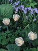 Fakkel med solceller FLOWER – Sett med 4 stk