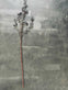 Gren m/bær 85cm - VIAMAJA.DK