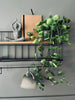 Hengeplante - Fresh green