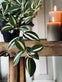 Hængeplante – Green No.2 - VIAMAJA.DK