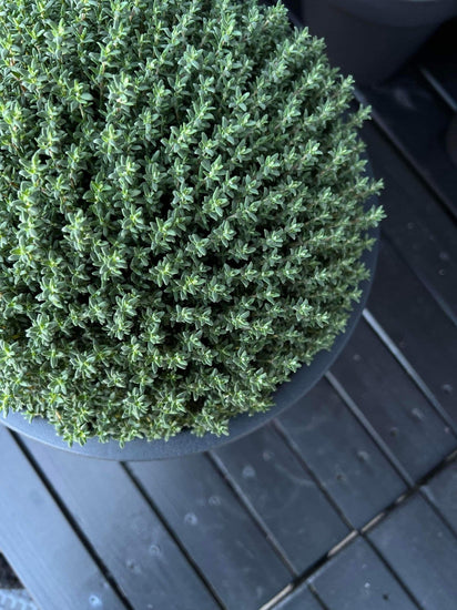 Havekrukke i recycling plast - Mellem Ø 30 cm - VIAMAJA.DK
