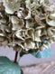 Hortensia m. blade H80cm - VIAMAJA.DK