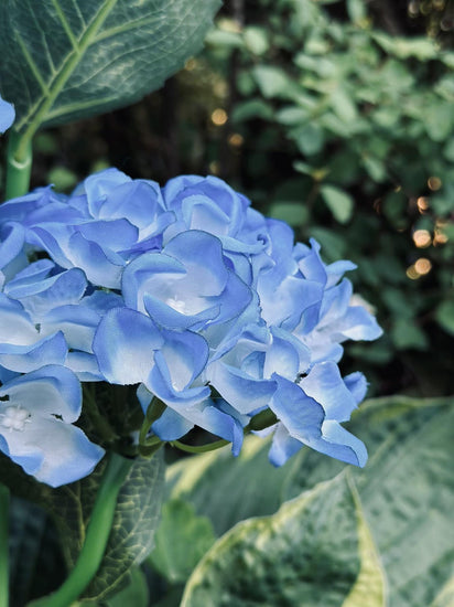 Hortensia med solceller – Blå - VIAMAJA.DK