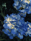 Hortensia med solceller – Blå - VIAMAJA.DK