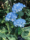 Hortensia med solceller – Blå - VIAMAJA.DK