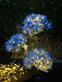 Hortensia med solceller – Blå - VIAMAJA.DK