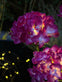 Hortensia med solceller – Pink - VIAMAJA.DK